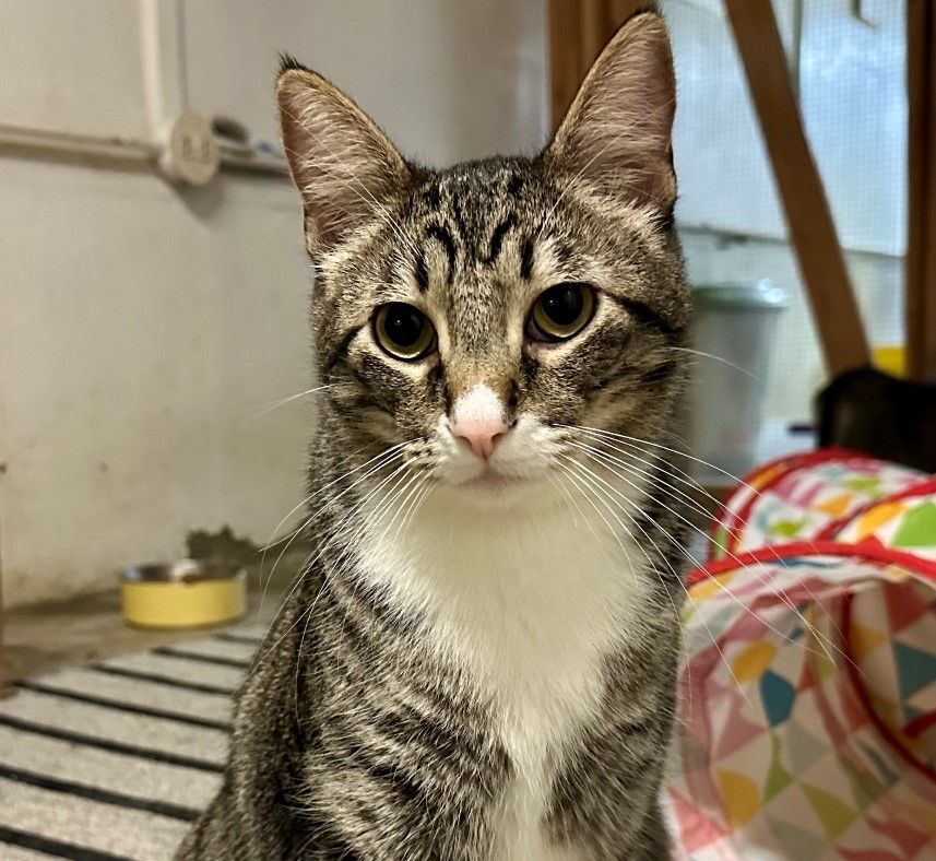 Enlarge Sunny, a Adoptable Domestic Short Hair in Midway City, CA image 2/8