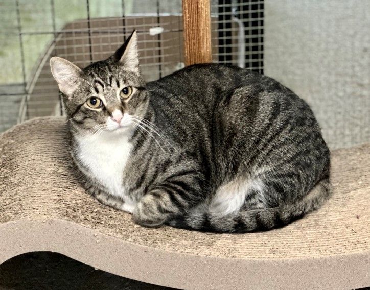 Enlarge Sunny, a Adoptable Domestic Short Hair in Midway City, CA image 3/8