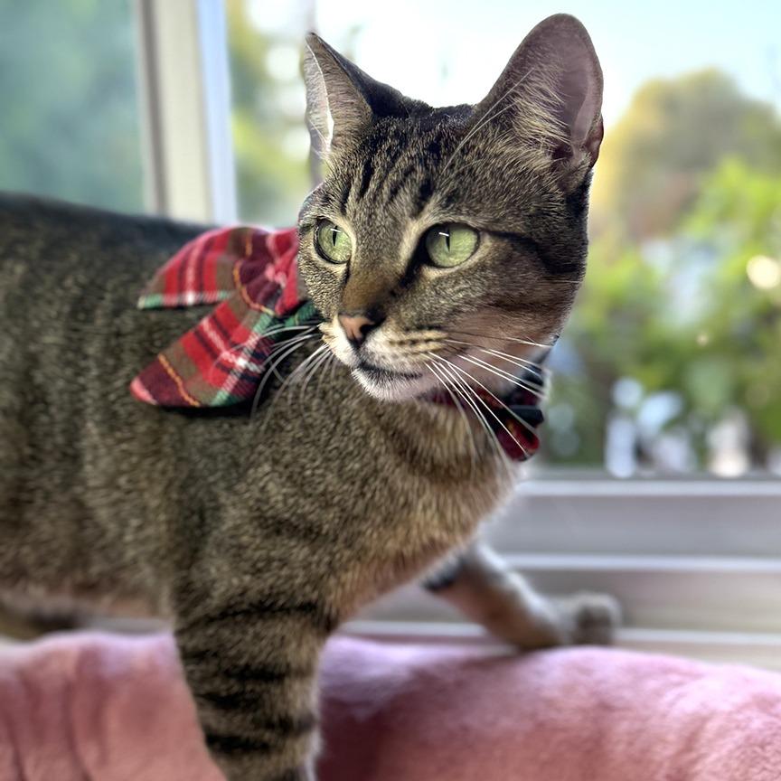 Bitty Lee — thumbnail 2