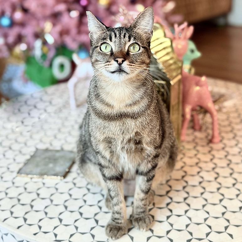 Bitty Lee — thumbnail 3