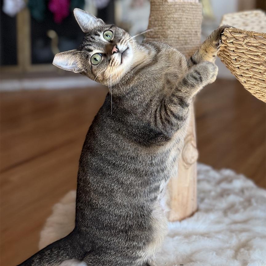 Bitty Lee — thumbnail 4