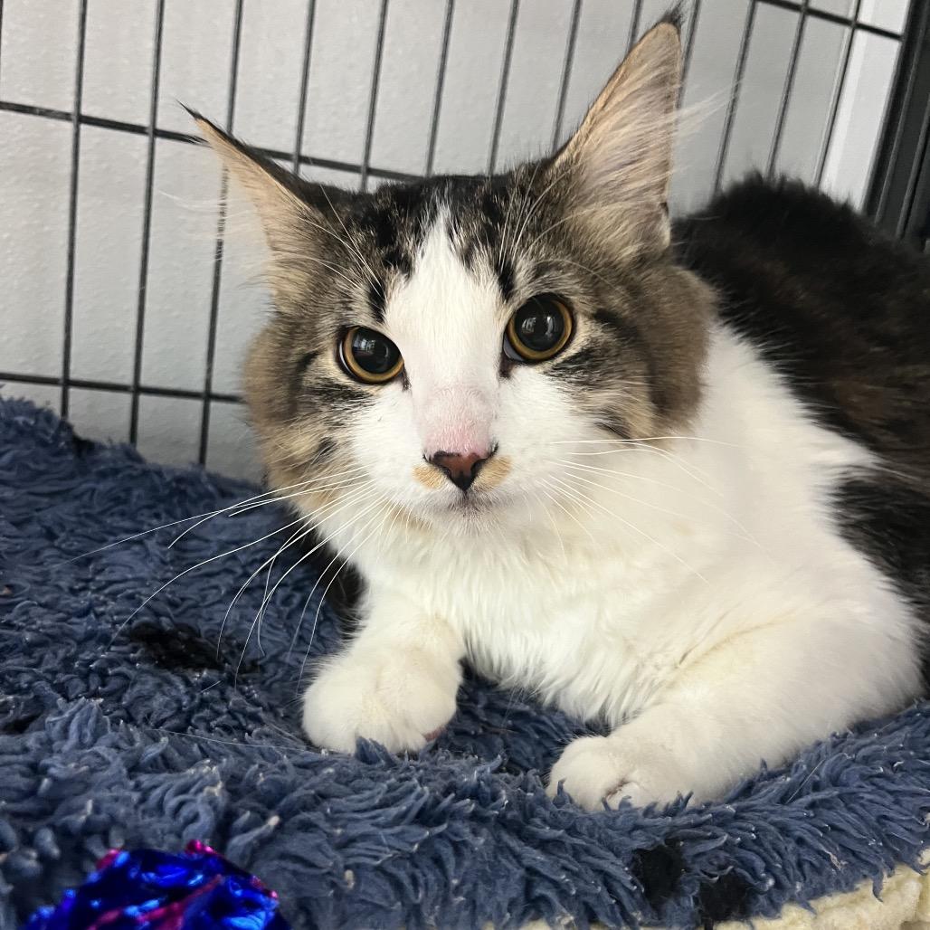 Enlarge Ocean , a ADOPTABLE Domestic Medium Hair in Crookston, MN image 1/1