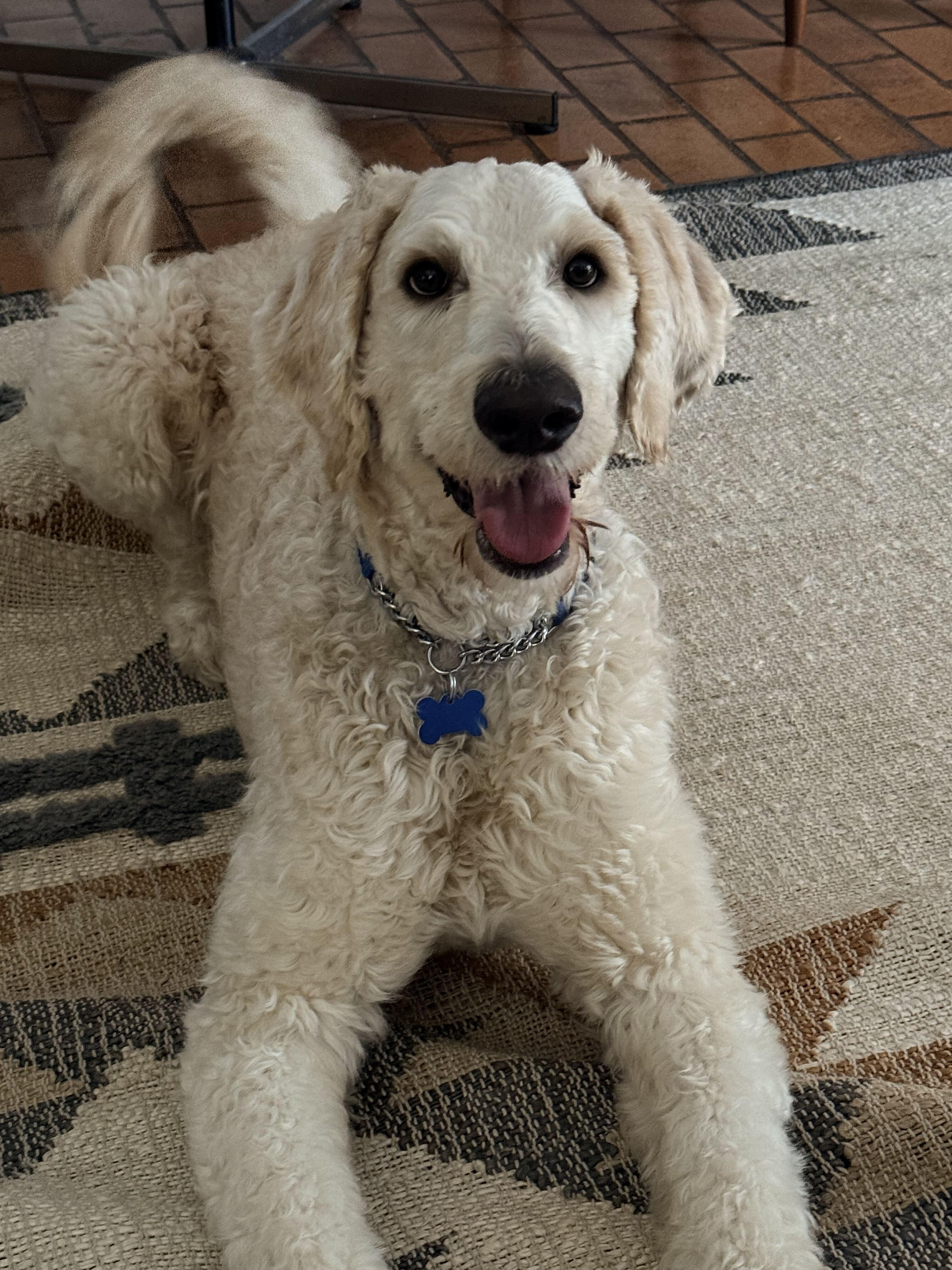 Enlarge Teddy Wags, a Adopted Goldendoodle in Garland, TX image 4/6