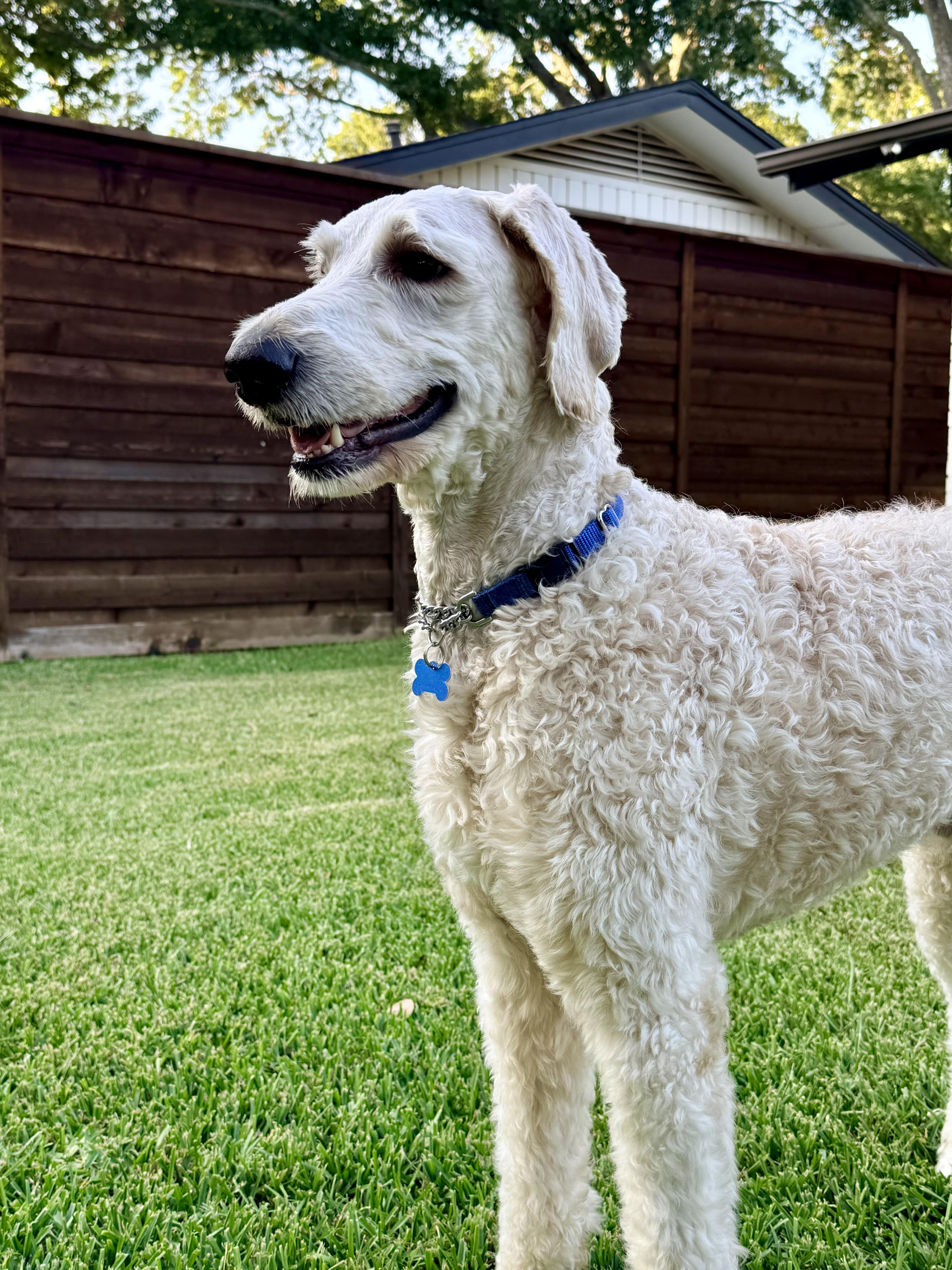 Enlarge Teddy Wags, a Adopted Goldendoodle in Garland, TX image 2/6