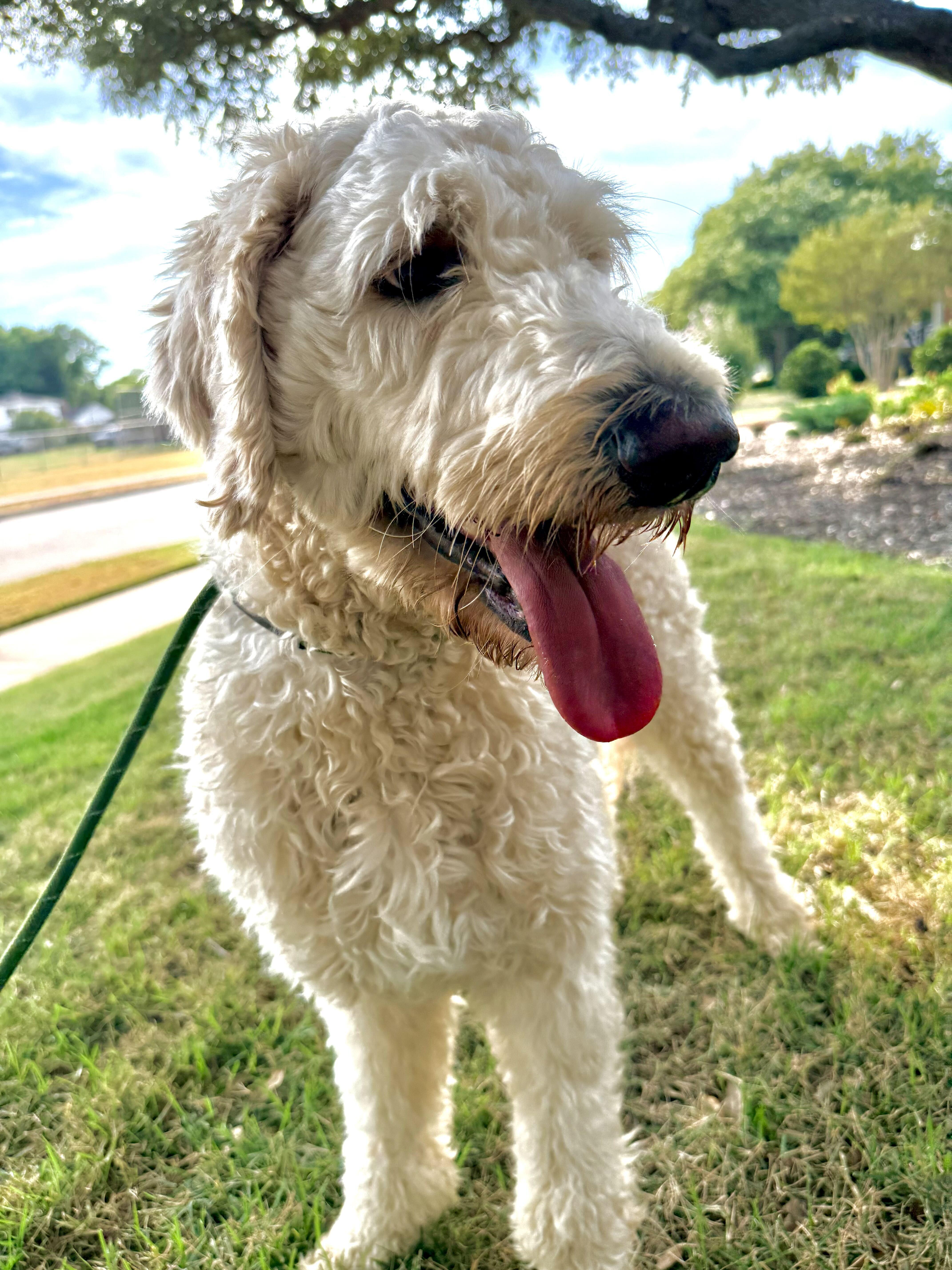 Teddy Wags, Adopted, Young Male Goldendoodle.