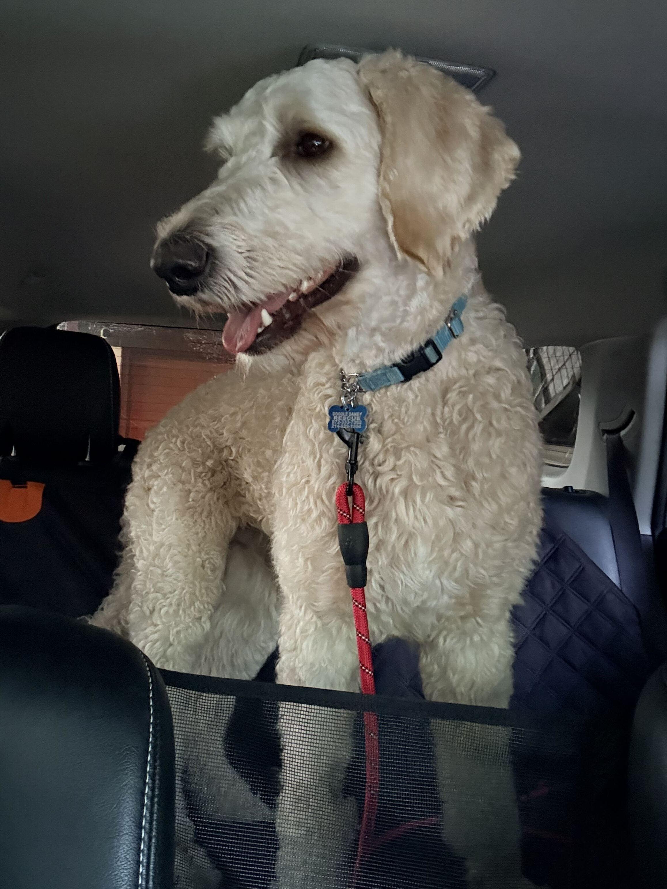 Enlarge Teddy Wags, a Adopted Goldendoodle in Garland, TX image 5/6