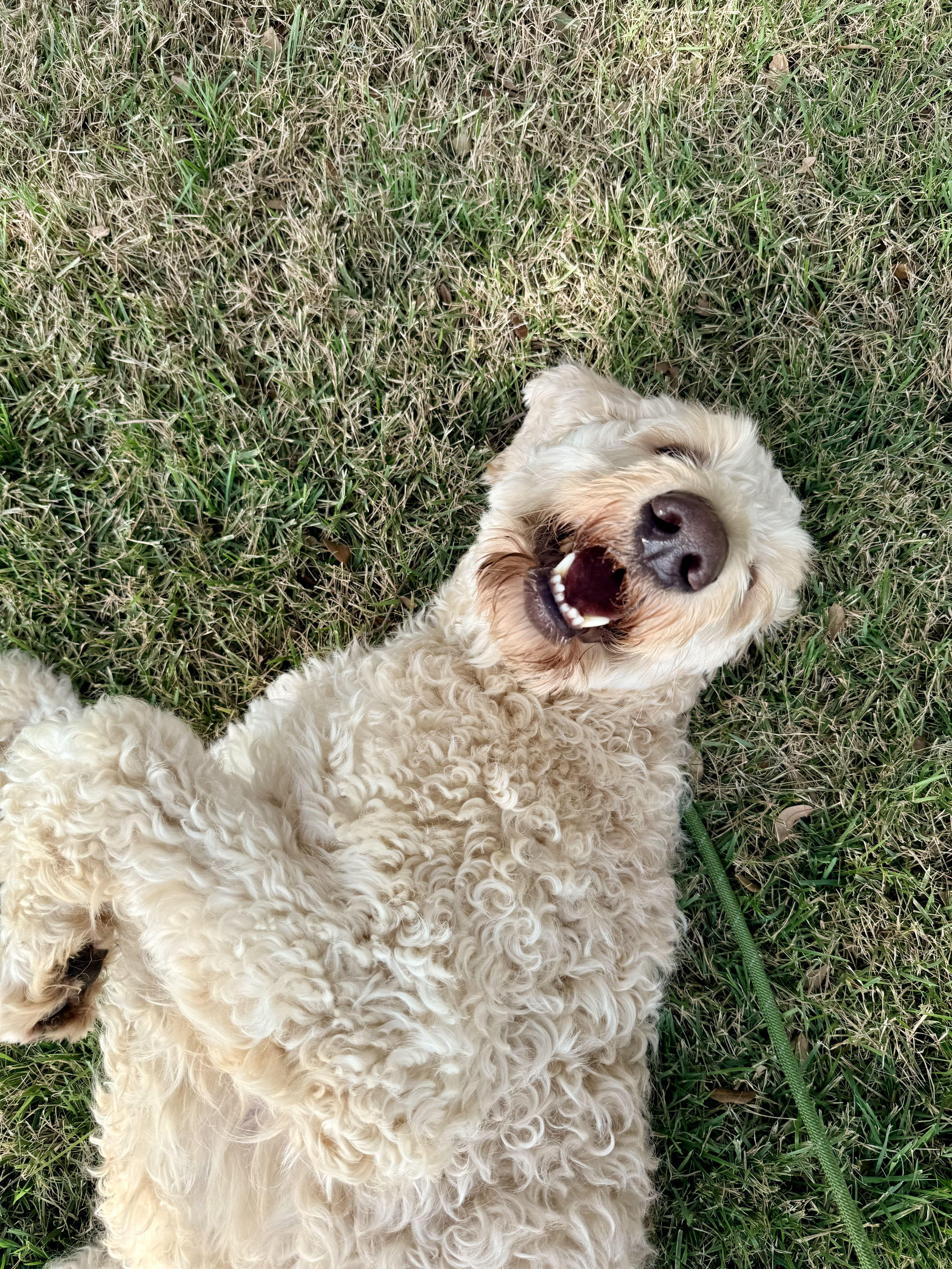 Enlarge Teddy Wags, a Adopted Goldendoodle in Garland, TX image 6/6