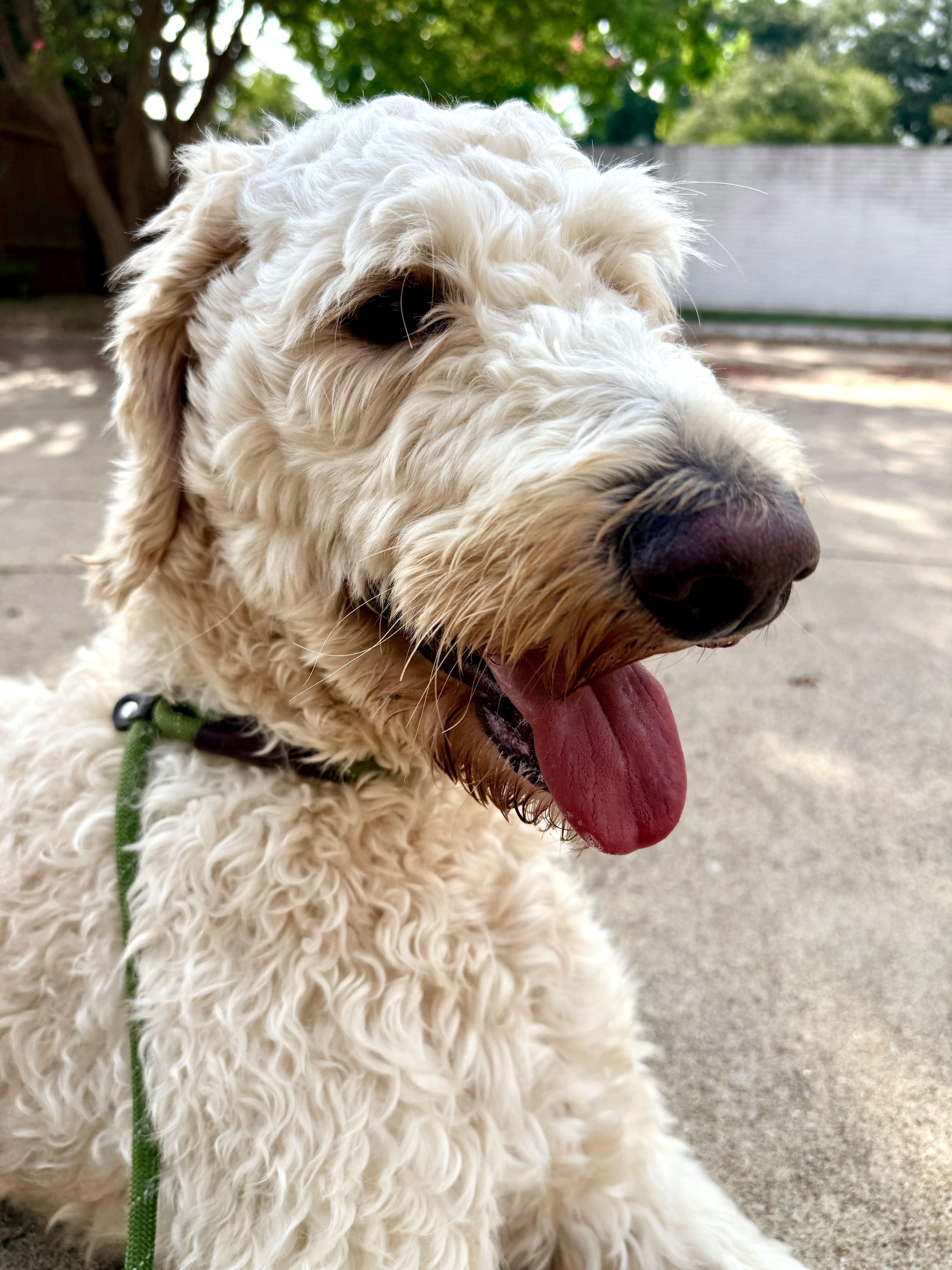 Enlarge Teddy Wags, a Adopted Goldendoodle in Garland, TX image 3/6
