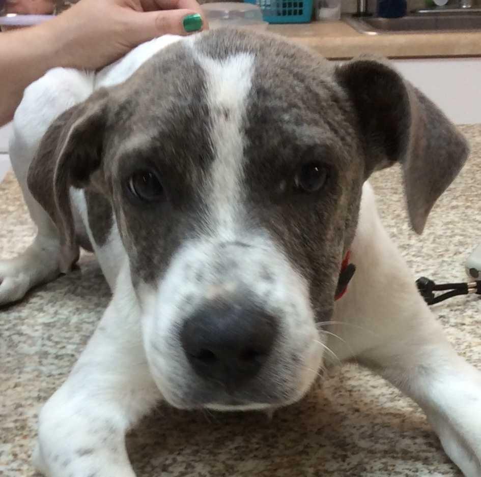 Asher, Adopted, Puppy Male Pit Bull Terrier & Hound.