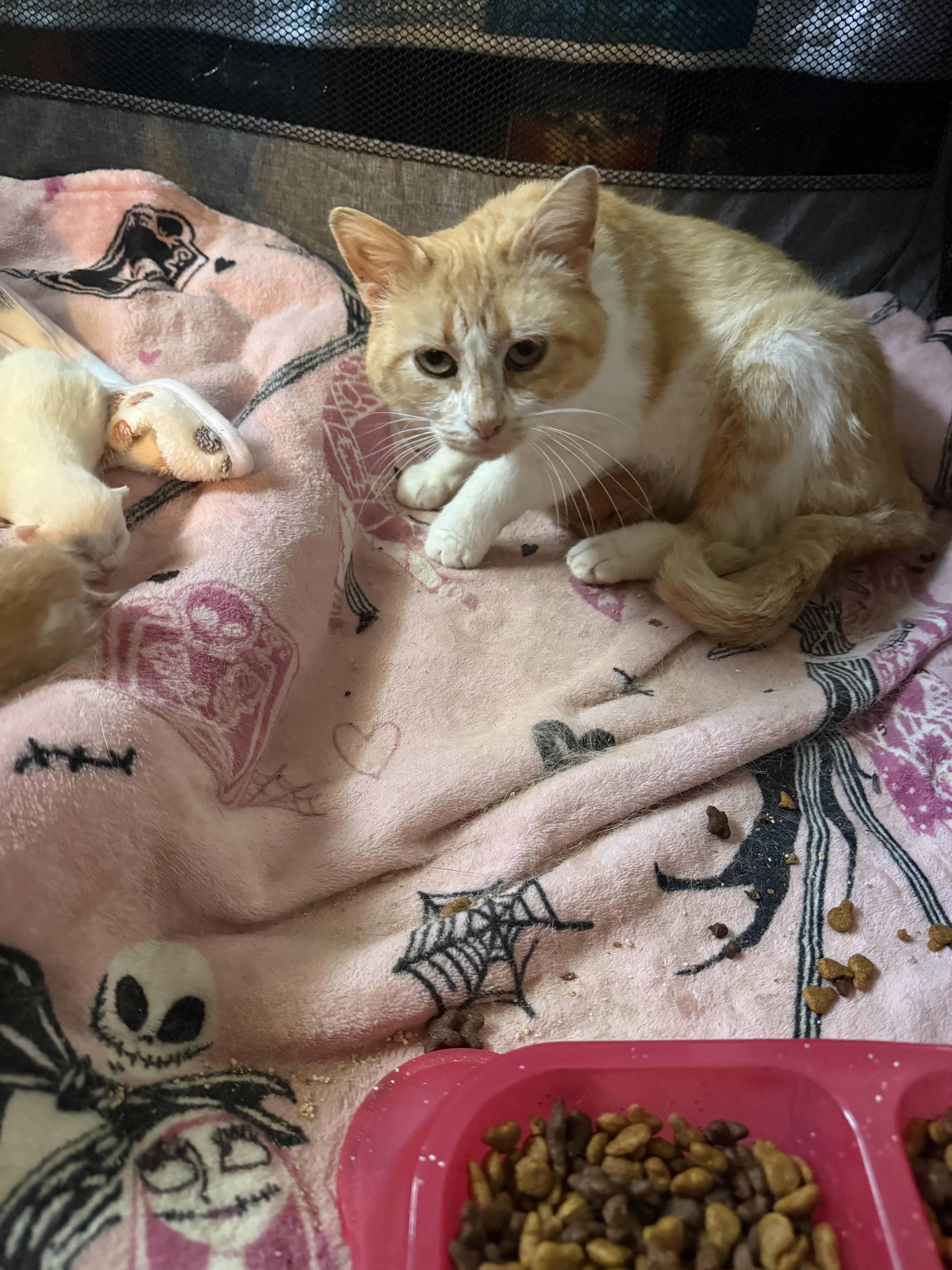 Enlarge Penelope, a ADOPTABLE mixed breed in Dyer, IN image 1/1