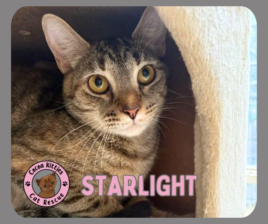 Enlarge Starlight, a Adoptable Domestic Short Hair in Hershey, PA image 1/6