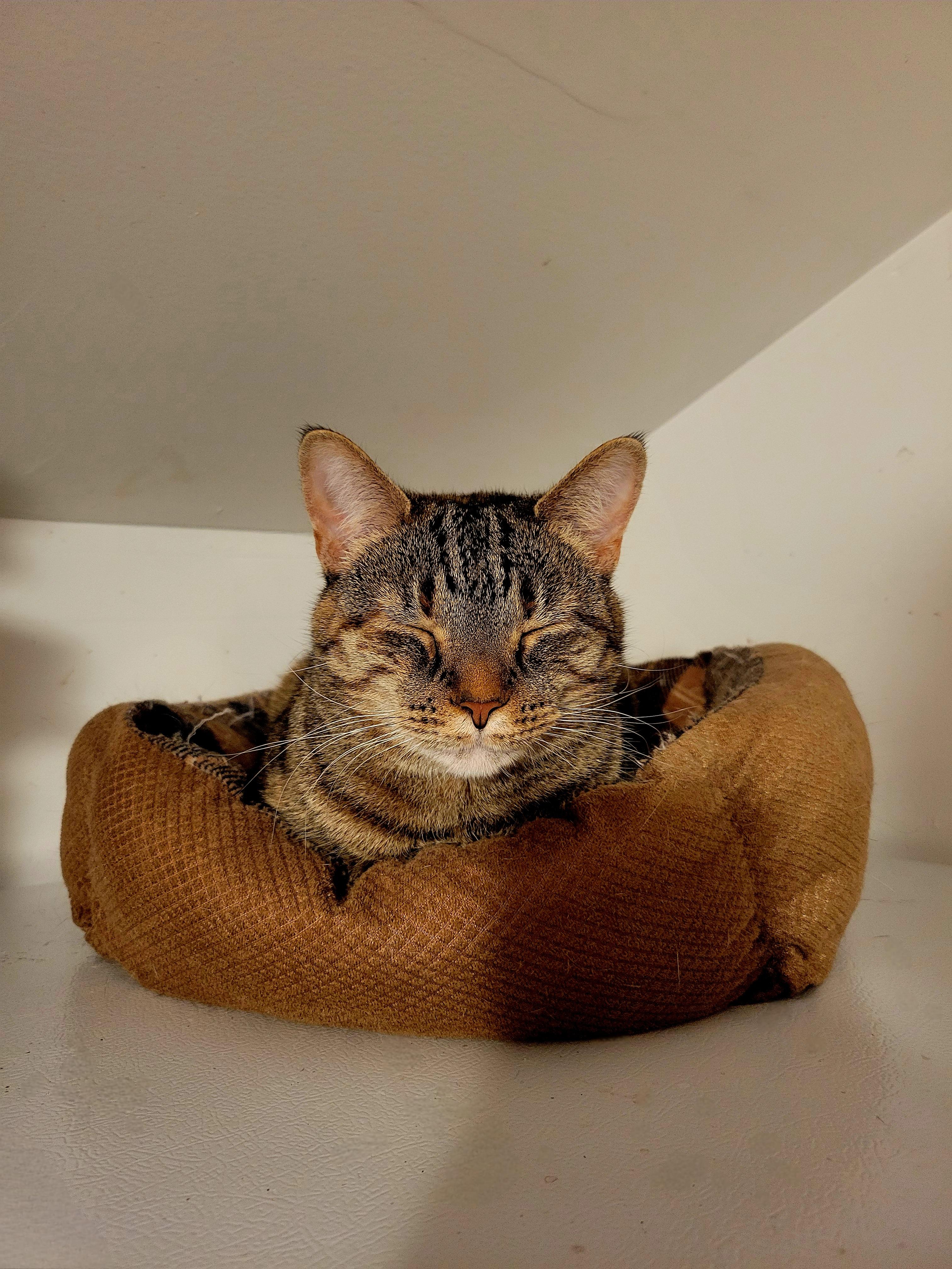 Enlarge Starlight, a Adoptable Domestic Short Hair in Hershey, PA image 2/6