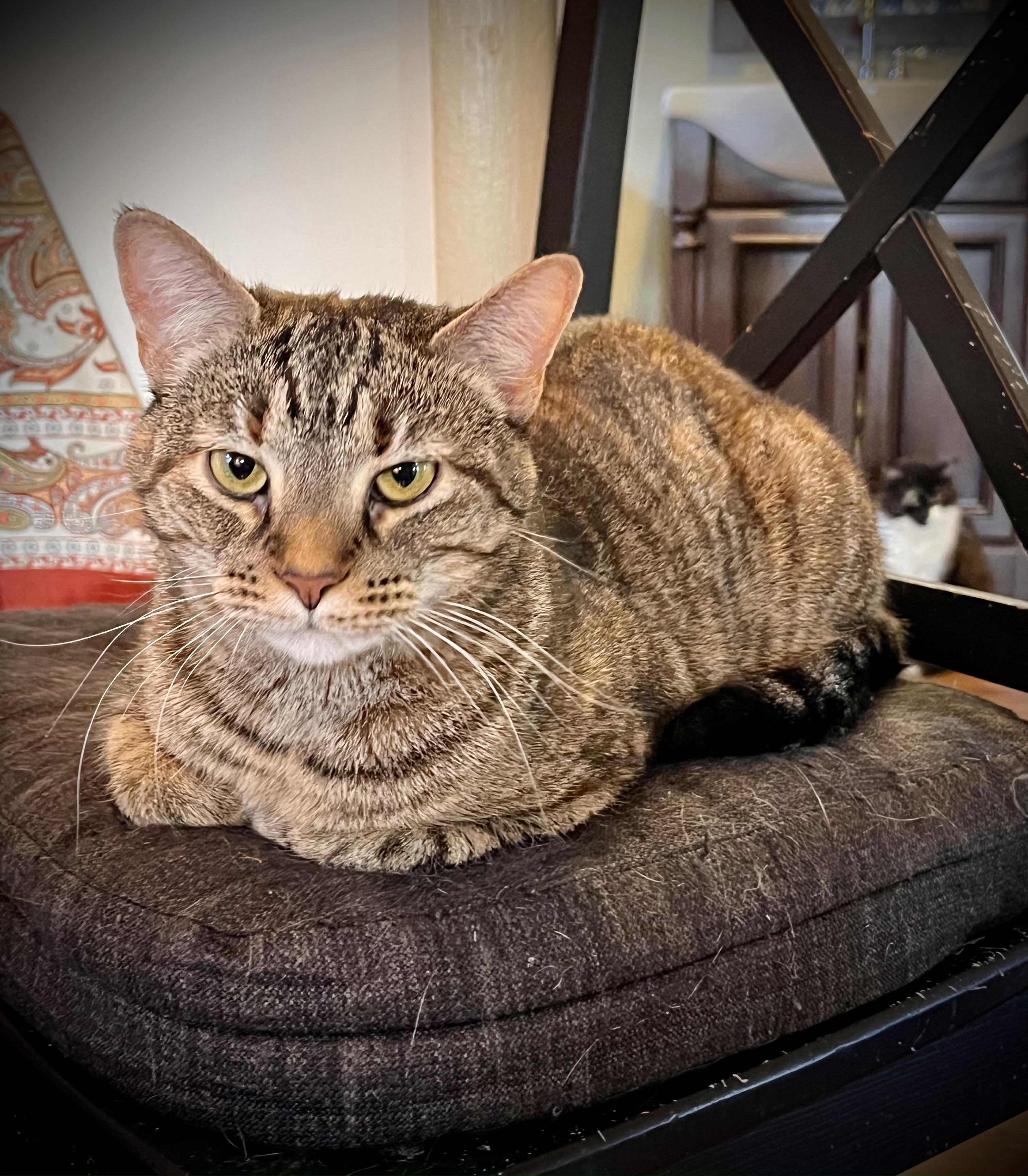 Enlarge Starlight, a Adoptable Domestic Short Hair in Hershey, PA image 3/6