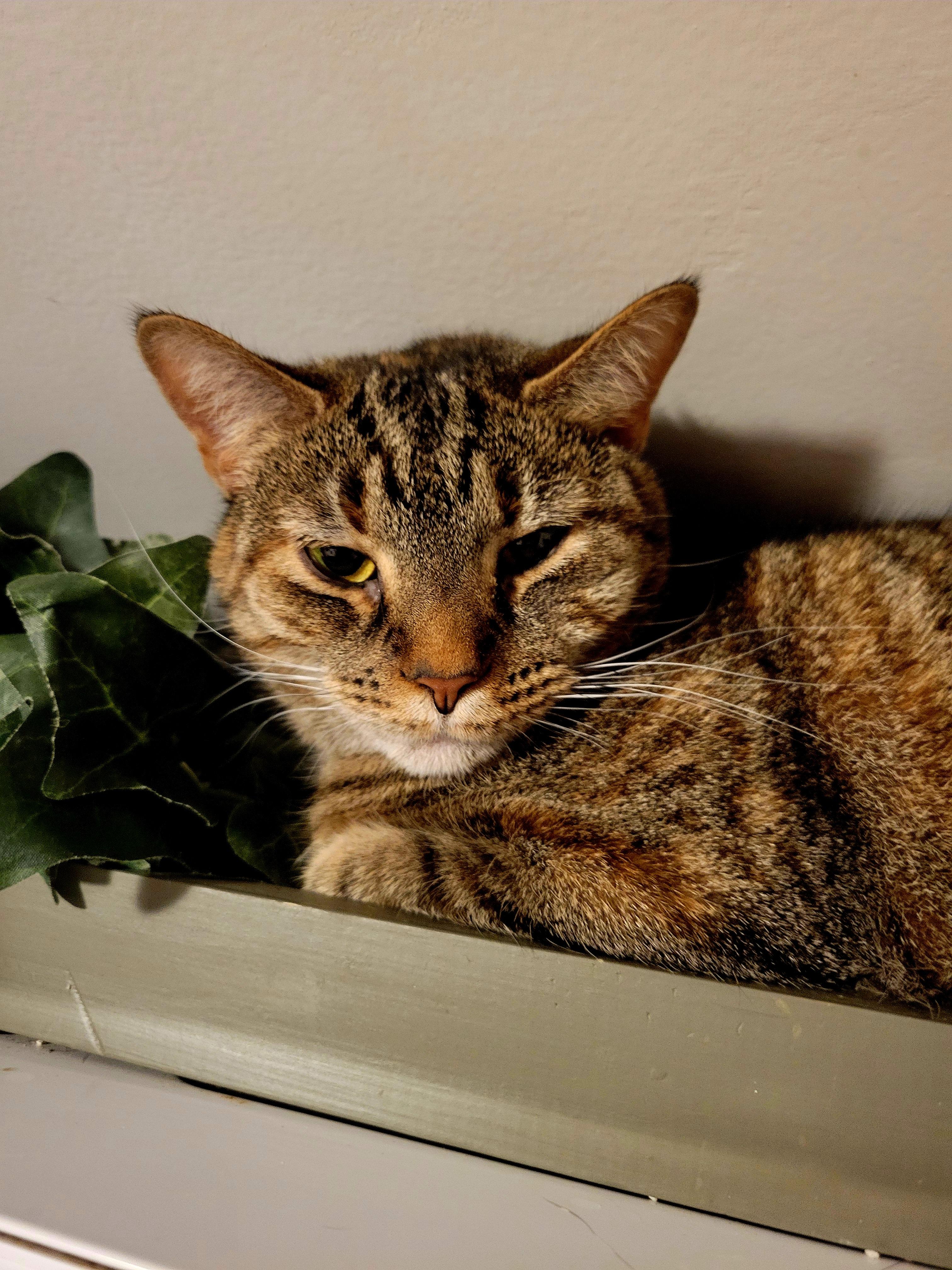 Enlarge Starlight, a Adoptable Domestic Short Hair in Hershey, PA image 3/6