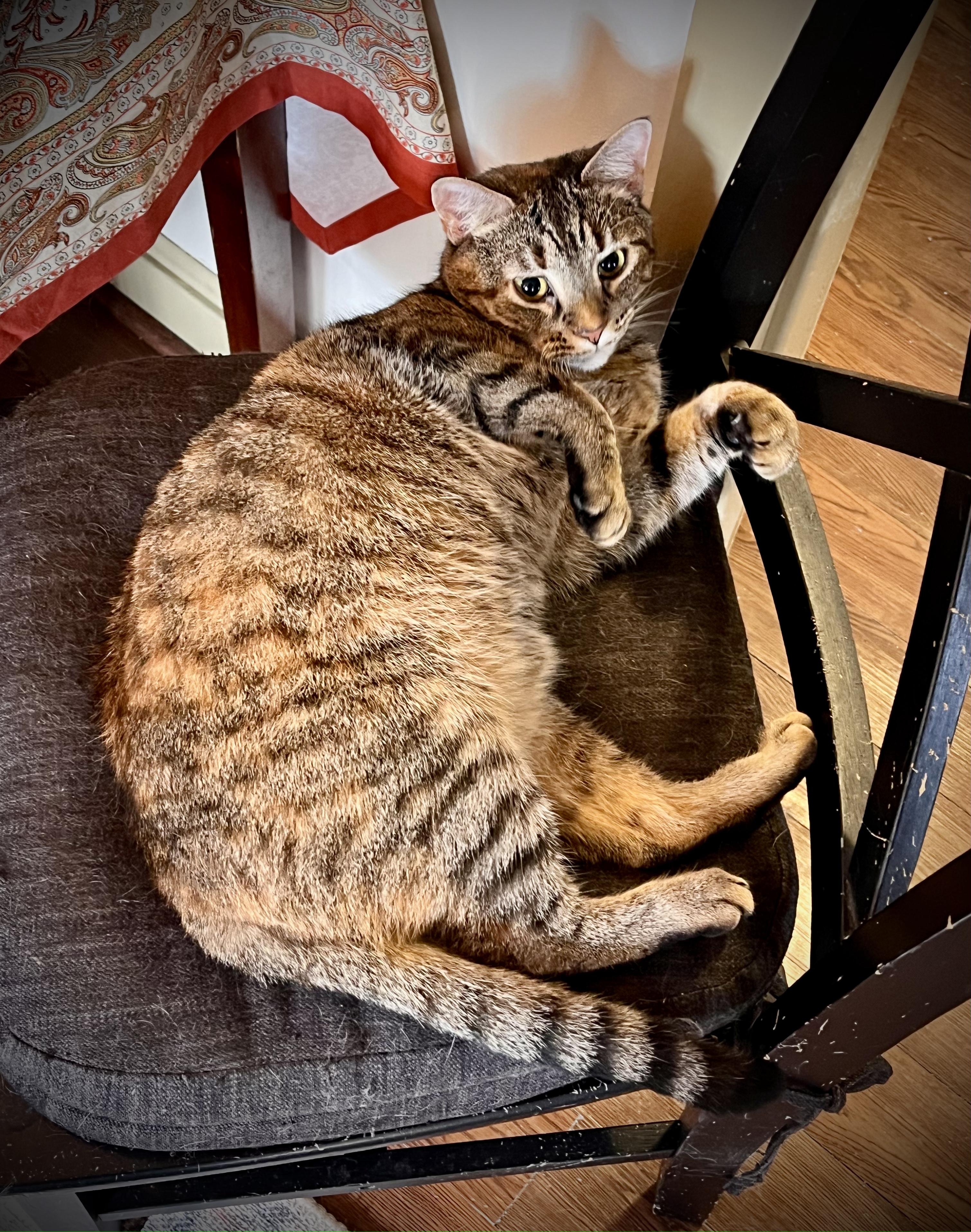 Starlight, a Adoptable Domestic Short Hair in Hershey, PA image 3/6