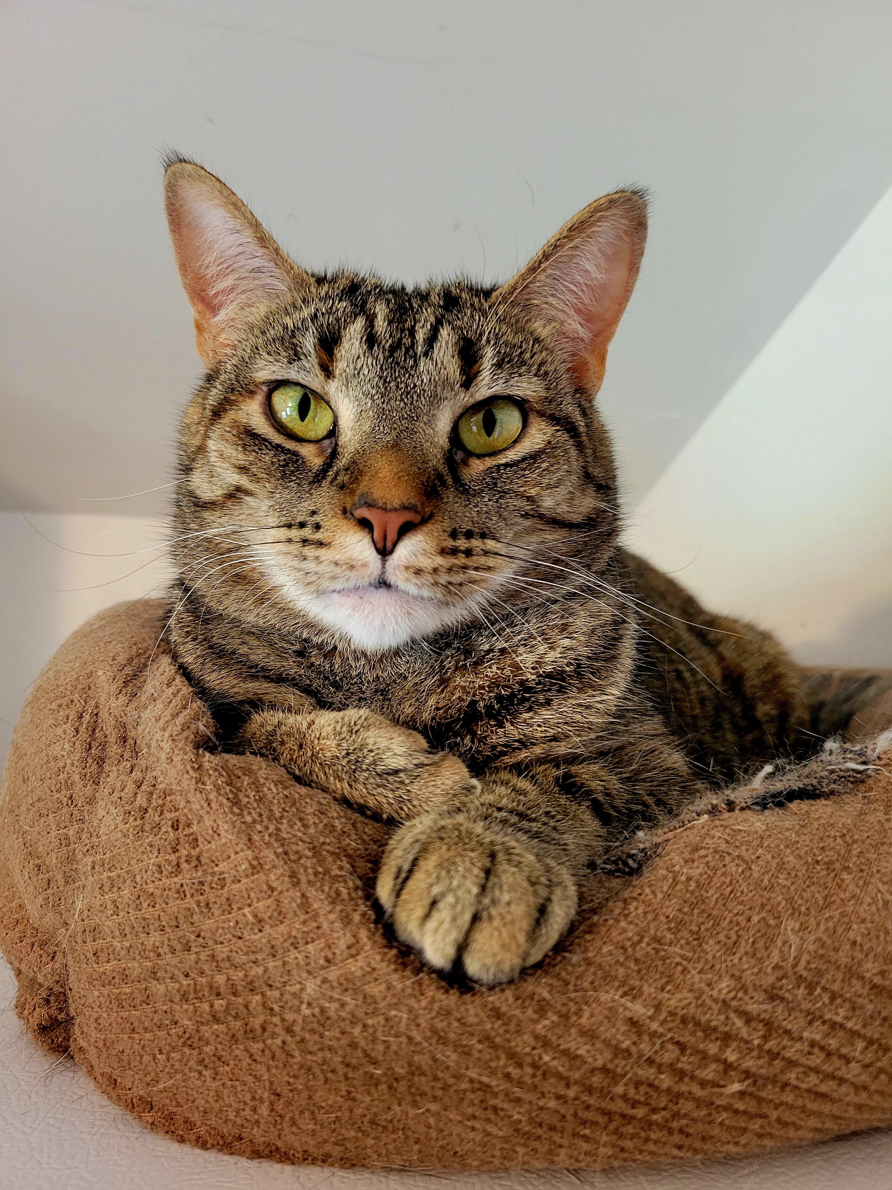 Starlight, a Adoptable Domestic Short Hair in Hershey, PA image 4/6