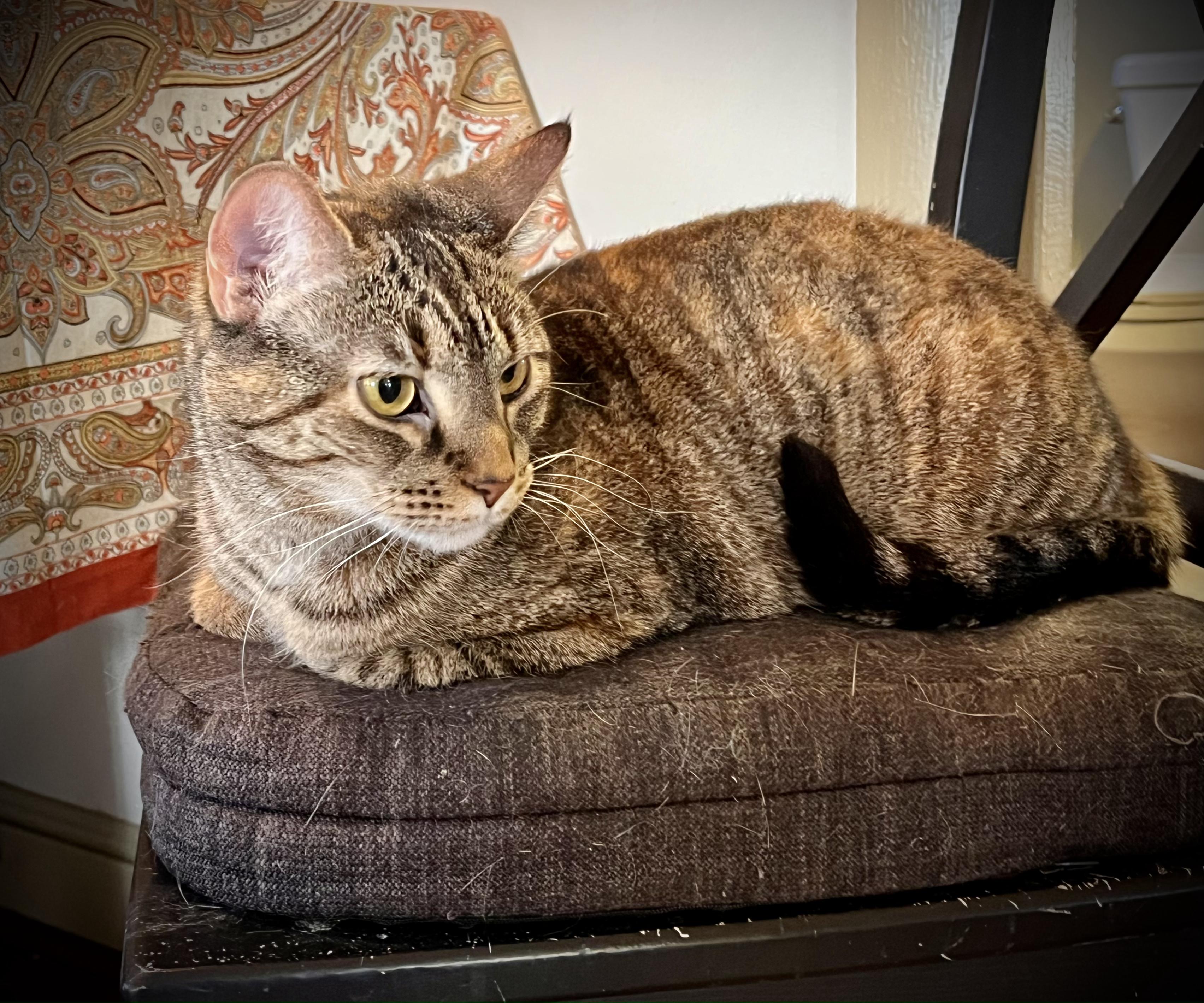 Enlarge Starlight, a Adoptable Domestic Short Hair in Hershey, PA image 6/6