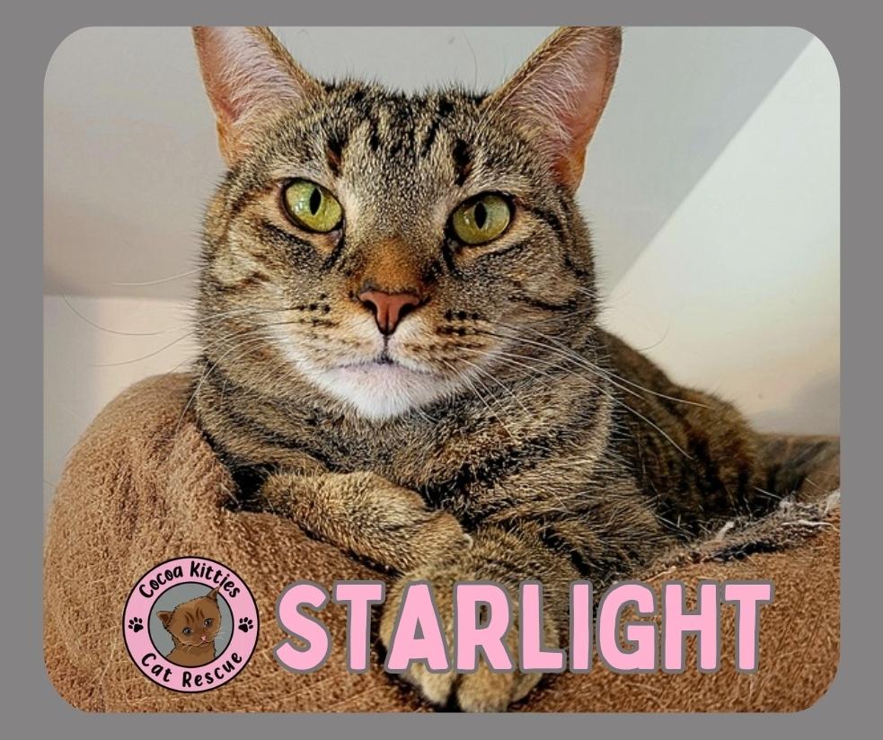 Starlight, a Adoptable Domestic Short Hair in Hershey, PA image 6/6