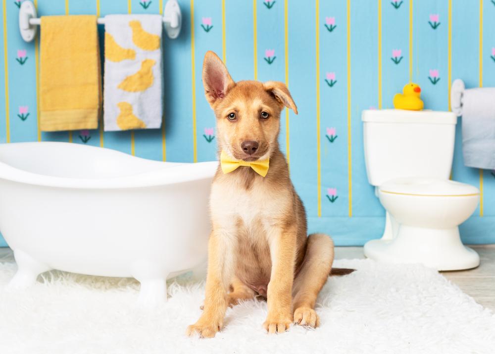 Bud, Adoptable, Puppy Male Siberian Husky & Belgian Shepherd / Malinois.