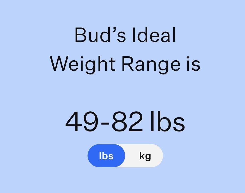 Enlarge Bud, a Adoptable mixed breed in Frisco, TX image 1/6