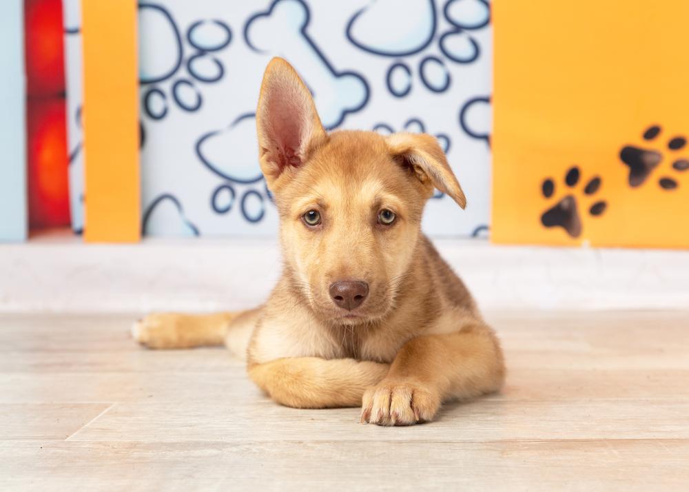 Enlarge Bud, a Adoptable mixed breed in Frisco, TX image 3/6