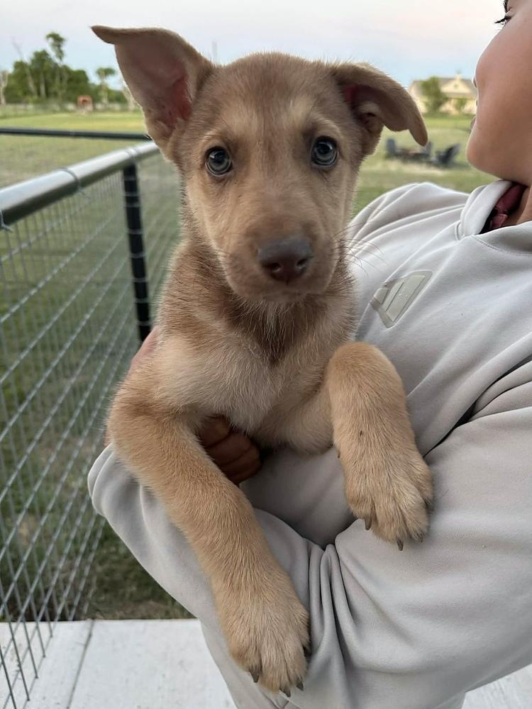 Enlarge Bud, a Adoptable mixed breed in Frisco, TX image 2/6
