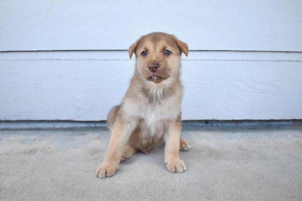 Enlarge Bud, a Adoptable mixed breed in Frisco, TX image 3/6
