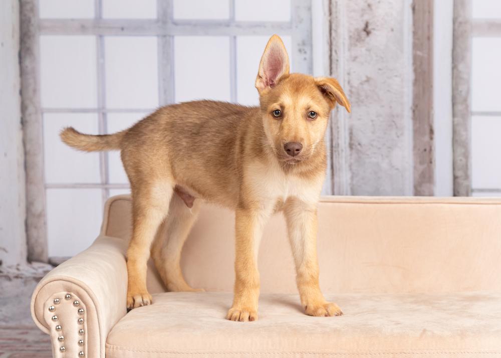 Enlarge Bud, a Adoptable mixed breed in Frisco, TX image 4/6