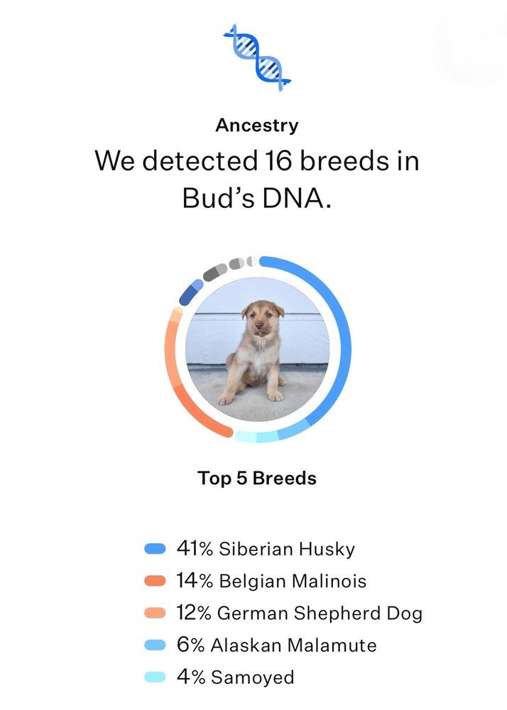 Enlarge Bud, a Adoptable mixed breed in Frisco, TX image 4/6