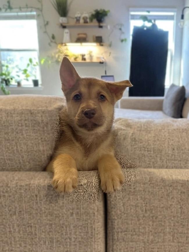 Enlarge Bud, a Adoptable mixed breed in Frisco, TX image 5/6