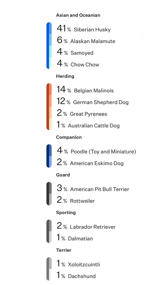 Enlarge Bud, a Adoptable mixed breed in Frisco, TX image 6/6