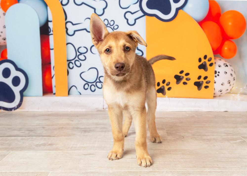Enlarge Bud, a Adoptable mixed breed in Frisco, TX image 6/6