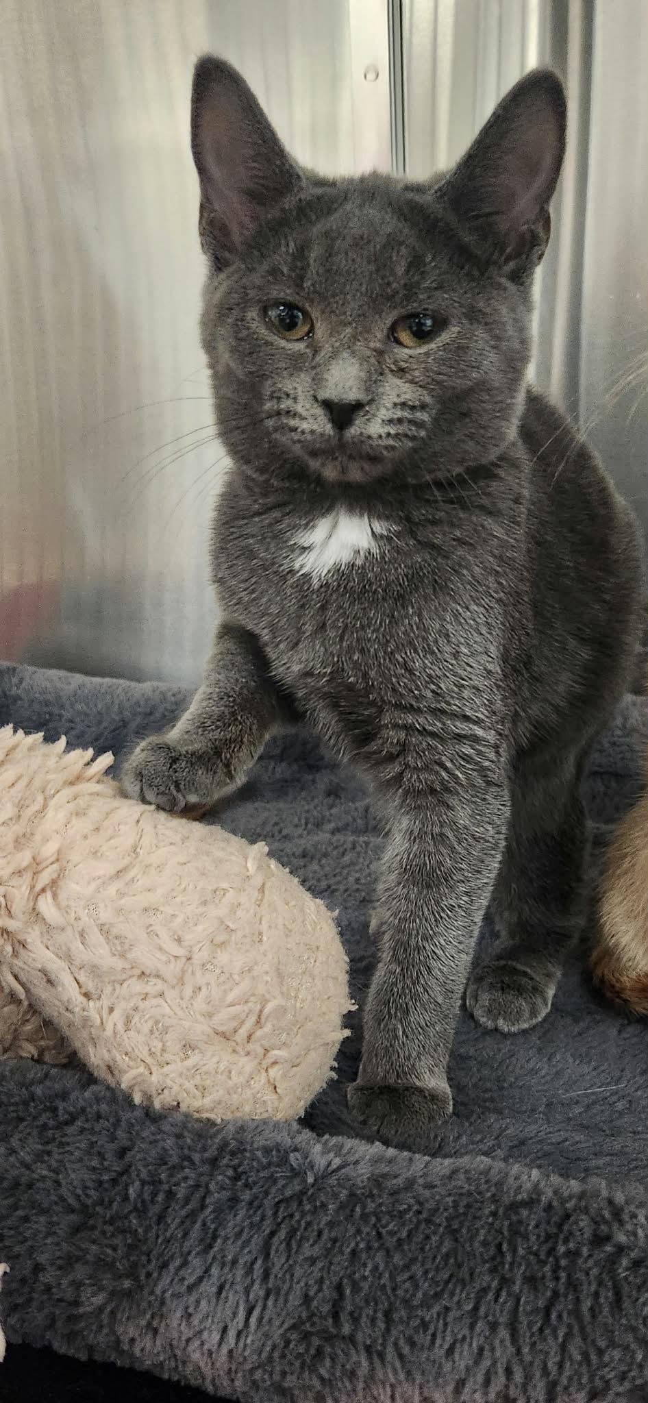 Misti, adopted, Kitten Female Domestic Short Hair.