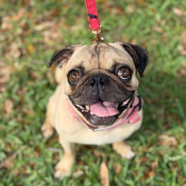 Hadley, Young Female Pug