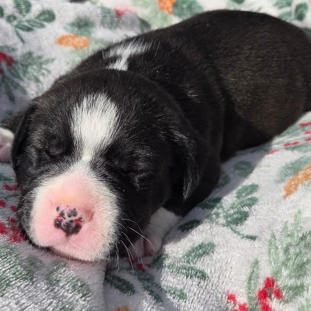 Enlarge Dill, a Adoptable mixed breed in Alma, WI image 2/6
