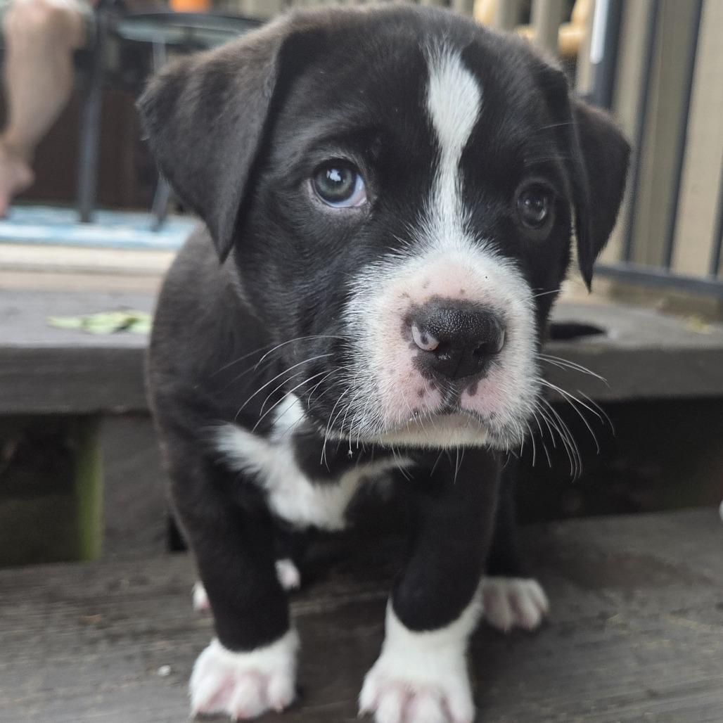 Enlarge Dill, a Adoptable mixed breed in Alma, WI image 3/6