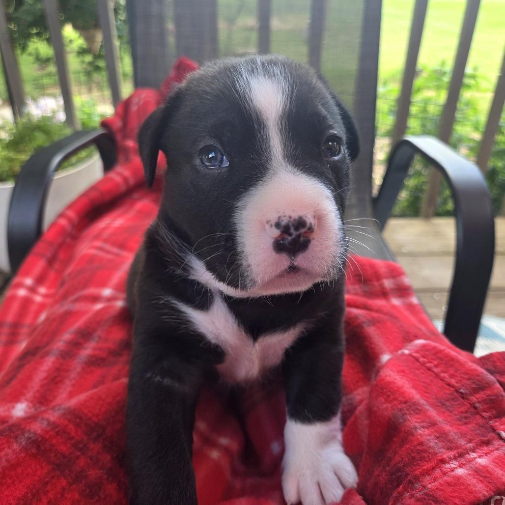 Enlarge Dill, a Adoptable mixed breed in Alma, WI image 4/6