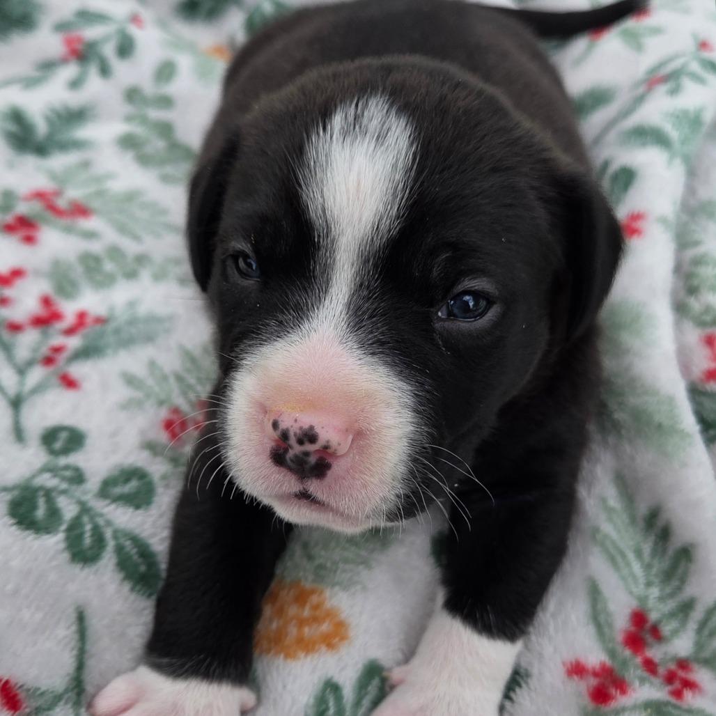 Enlarge Dill, a Adoptable mixed breed in Alma, WI image 5/6