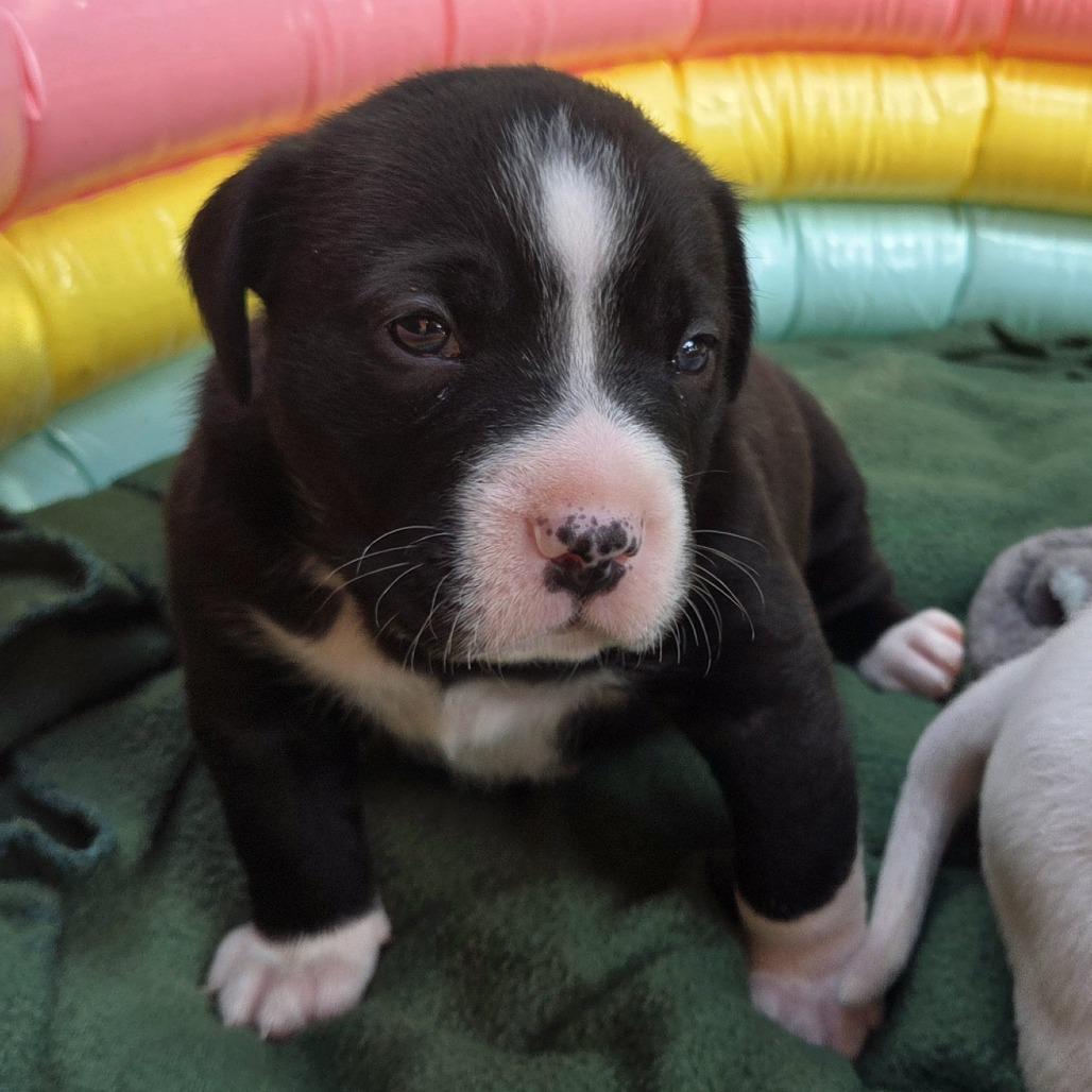 Enlarge Dill, a Adoptable mixed breed in Alma, WI image 6/6