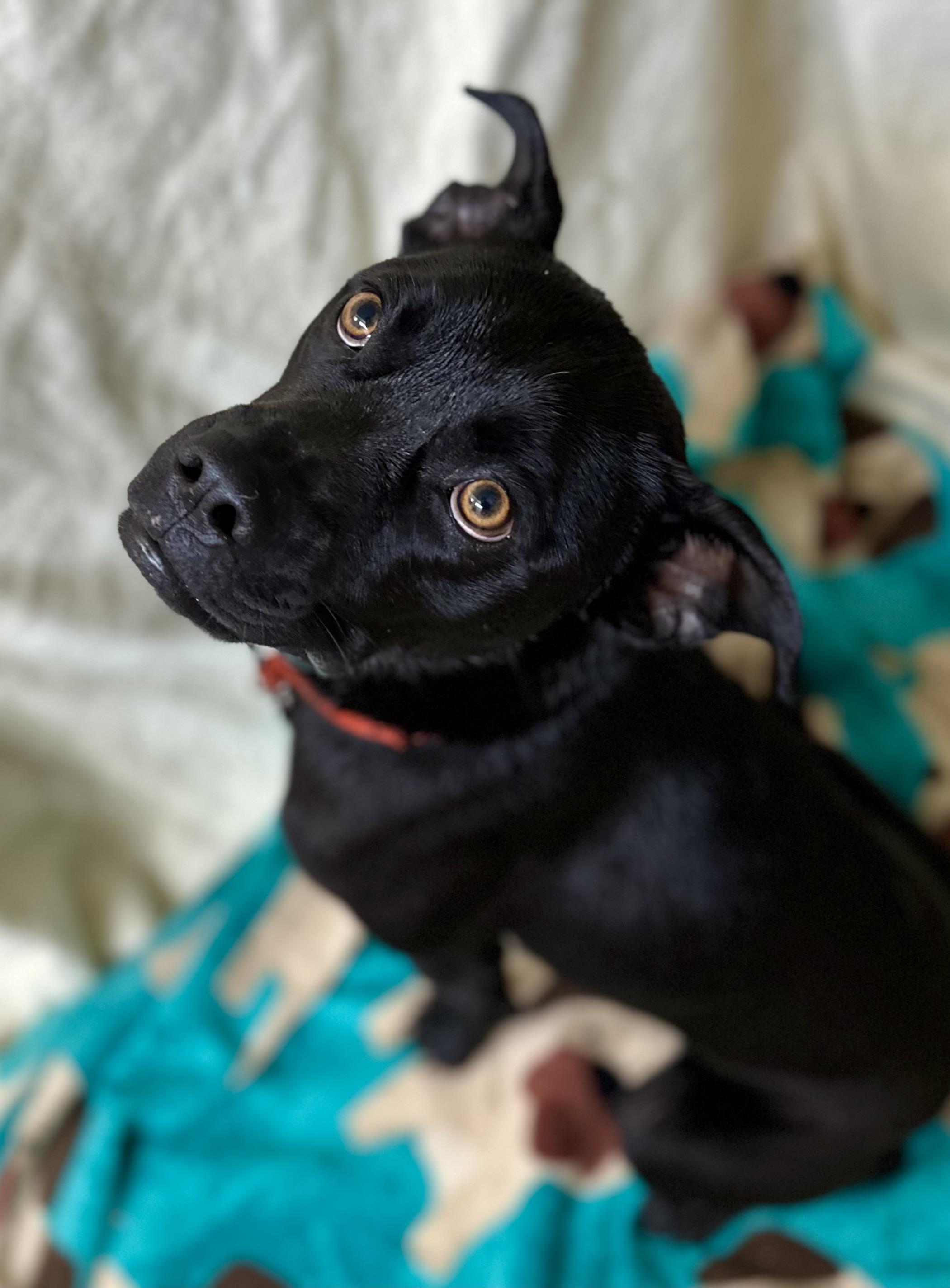 Enlarge Salty, an adoptable mixed breed in Sonora, CA image 3/6