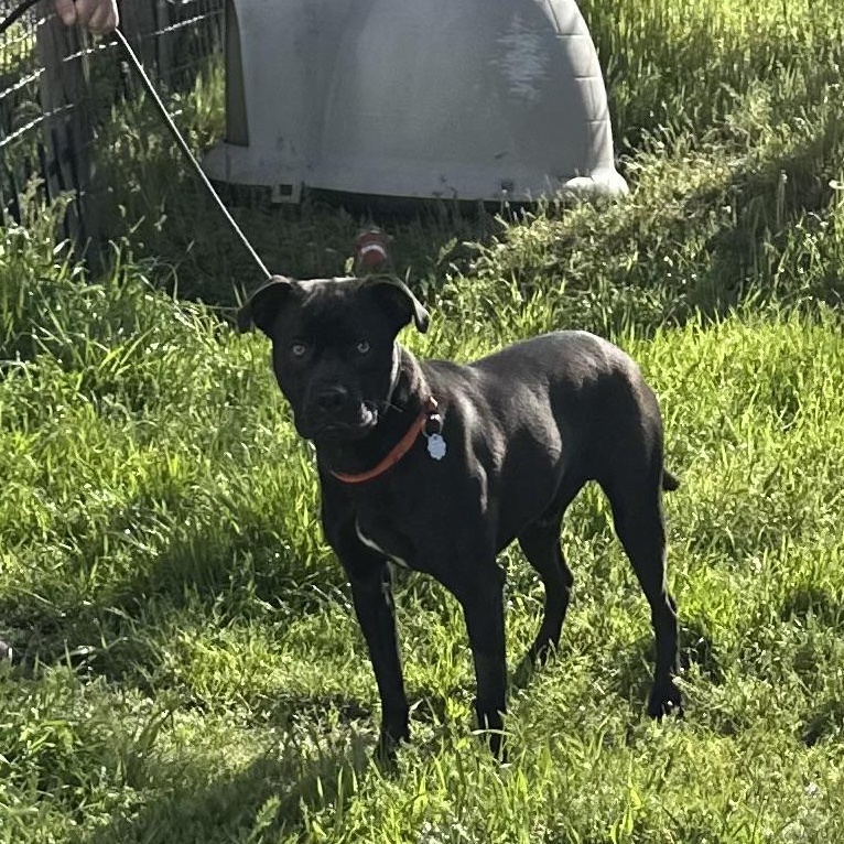Enlarge Salty, an adoptable mixed breed in Sonora, CA image 4/6