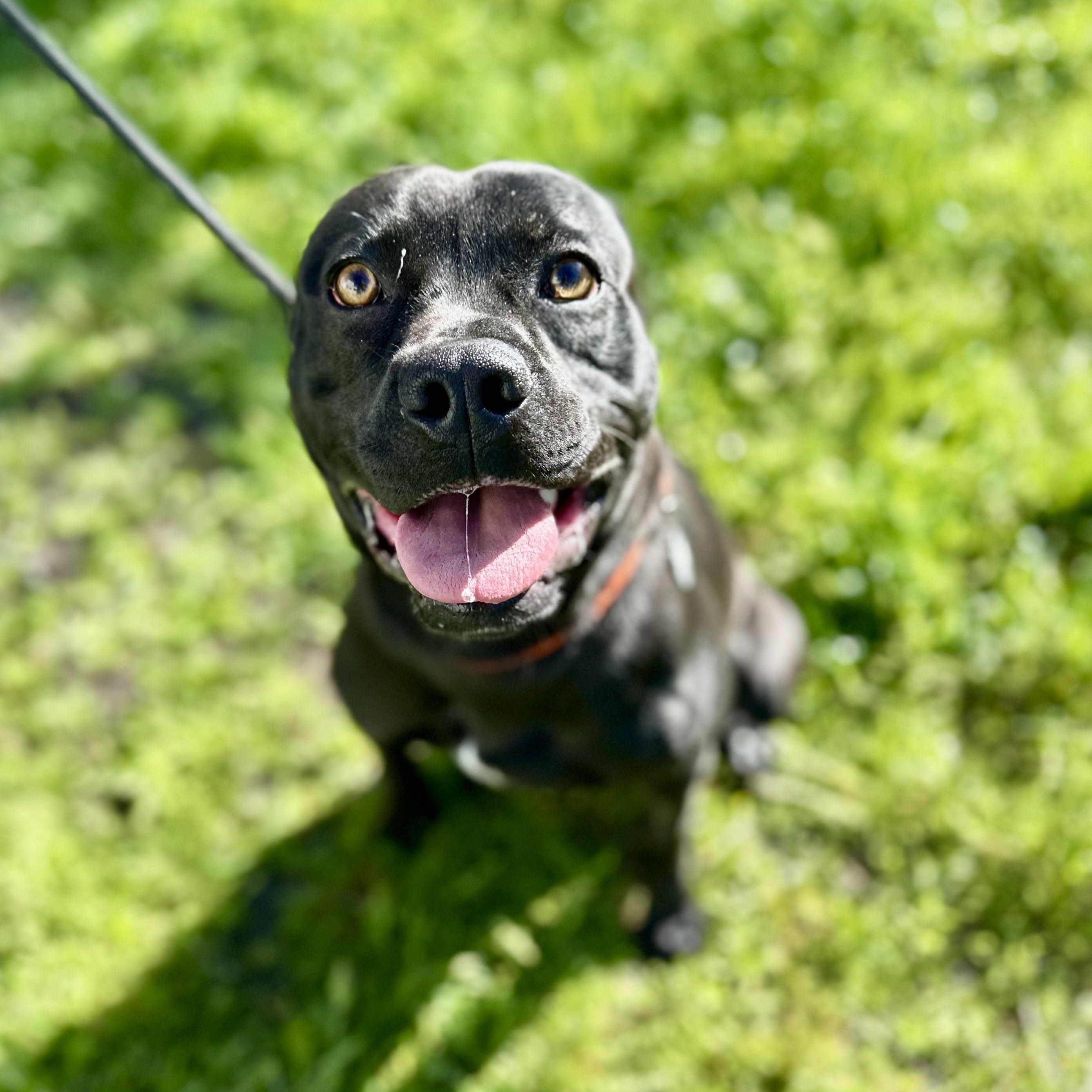 Enlarge Salty, an adoptable mixed breed in Sonora, CA image 2/6