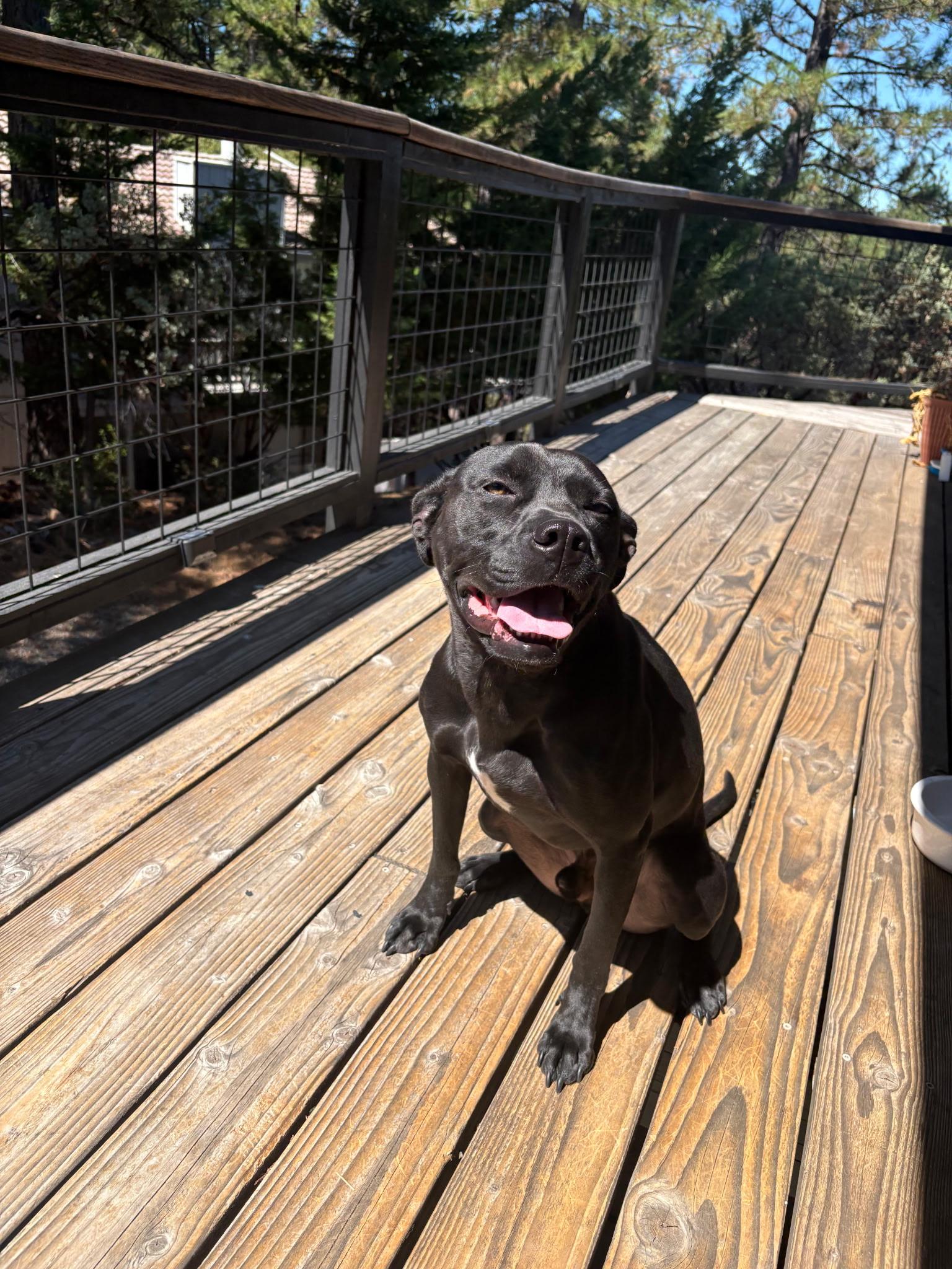 Salty, adoptable, Adult Male Boxer.