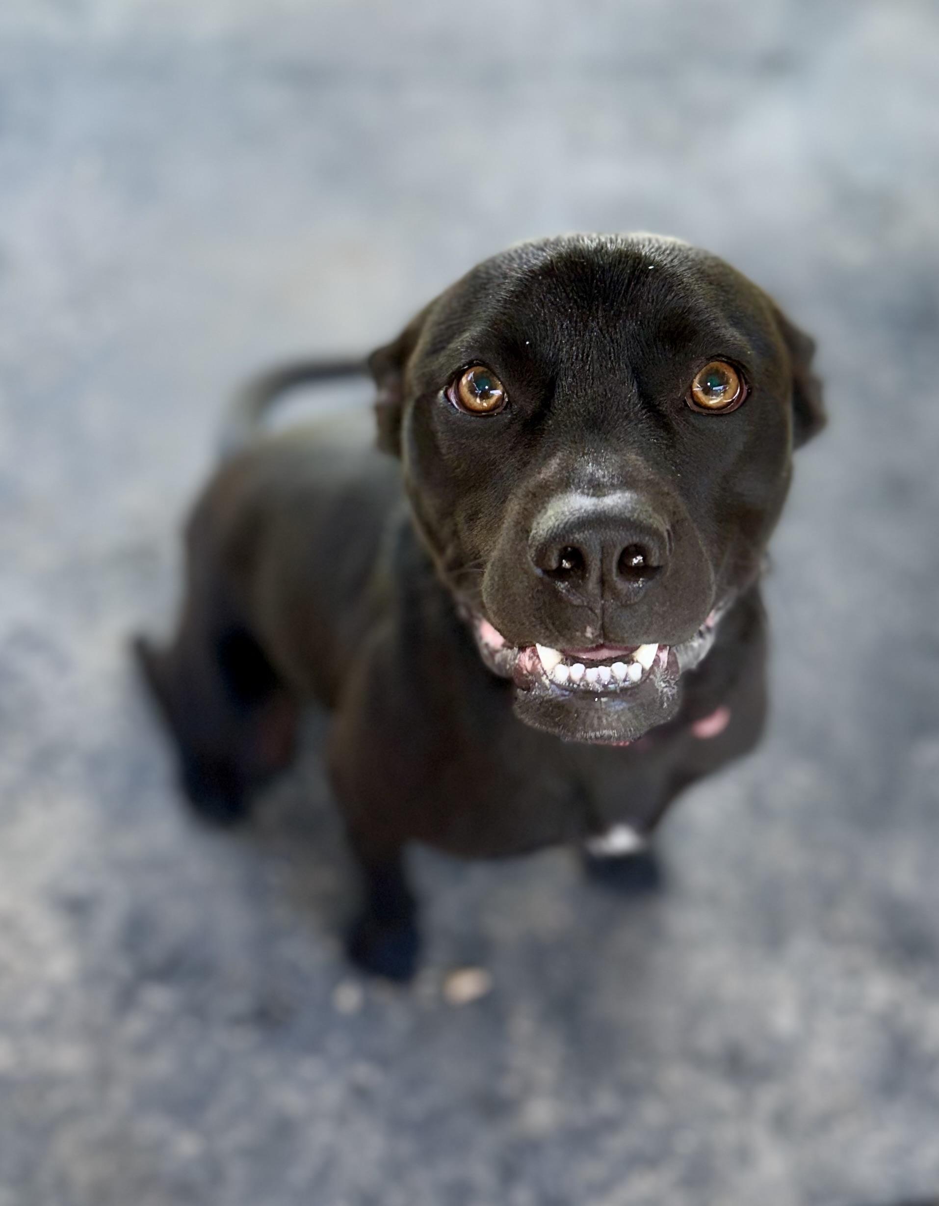 Enlarge Salty, an adoptable mixed breed in Sonora, CA image 5/6