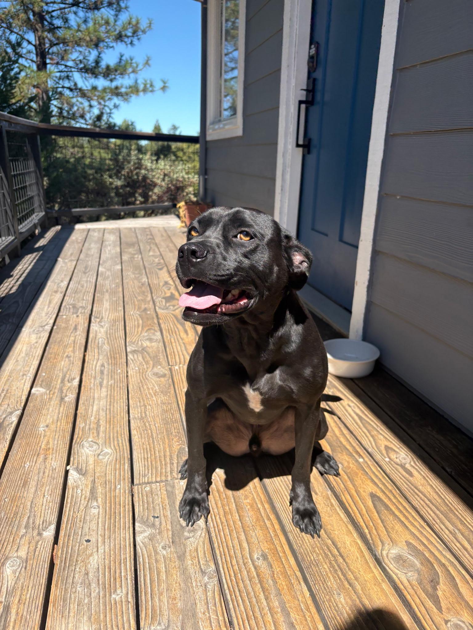 Enlarge Salty, an adoptable mixed breed in Sonora, CA image 6/6