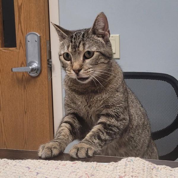 Bonnie, Adoptable, Senior Female Domestic Short Hair.