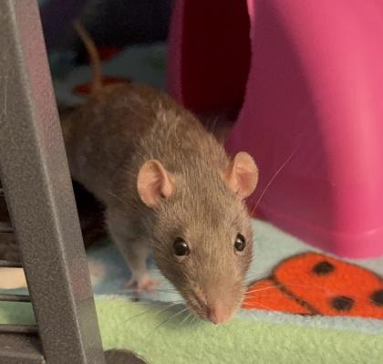 Sabrina, Adopted, Adult Female Rat.