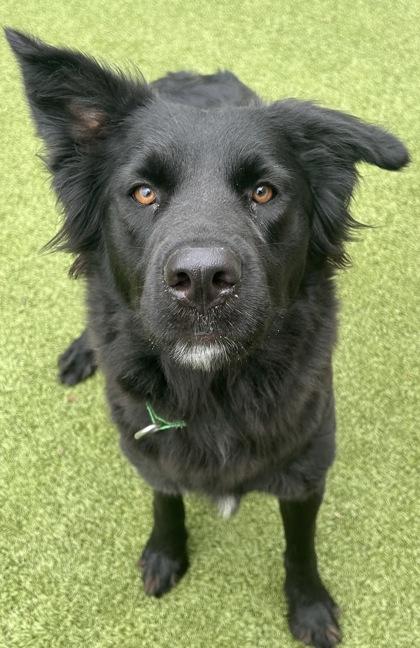 Natasha, Adoptable, Adult Female Shepherd & Mixed Breed.