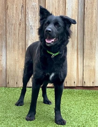 Natasha, a Adoptable mixed breed in Eugene, OR image 2/3