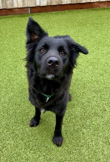 Natasha, a Adoptable mixed breed in Eugene, OR image 3/3